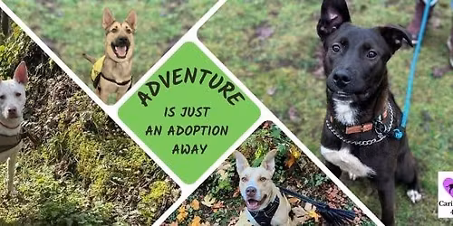 Adoption Event Puppies & Dogs - Lacey