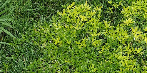 December Green's Industry Meeting