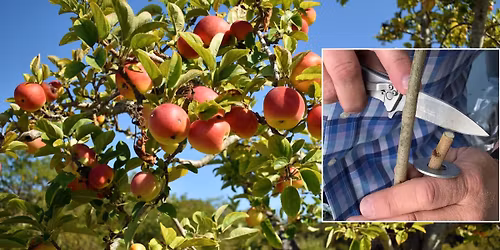 Apple Tree Grafting Workshop
