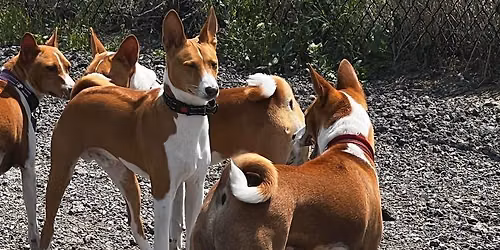Basenji Meet Up