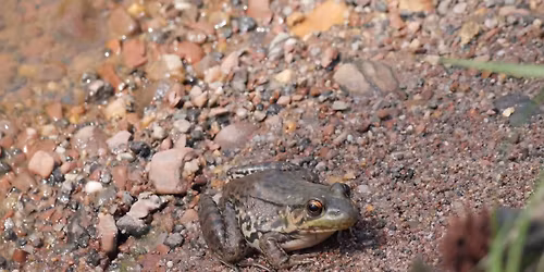 FrogWatch Hike