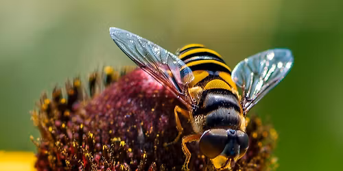 Beginning Macro Photography