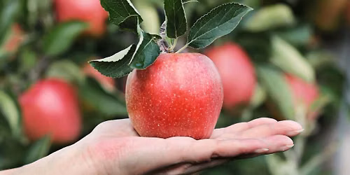 \ud83c\udf4e POP UP EVENT: Apple Picking at Bartlett's Orchard!