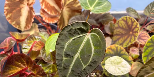 Mid-Michigan Plant People\u2019s Summer BST Swap