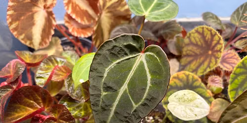 Mid-Michigan Plant People\u2019s Summer BST Sale