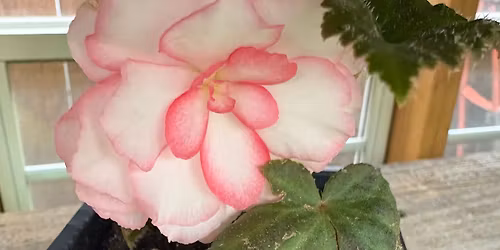 Potted Pleasures & Treasures May Day Sale