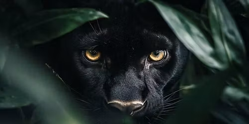 Open Gym Session w\/Panther Volleyball Training