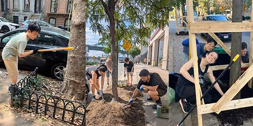 Street Tree Care in Lefferts Garden