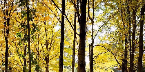 Forest Bathing