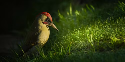 Photo Walk | Wildlife Photography with Paul Browning in Norwich | Sony