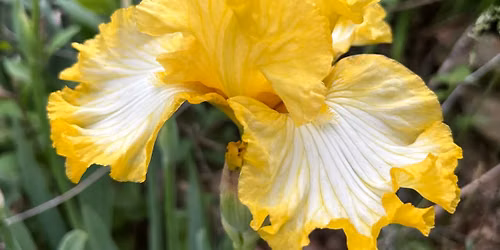 All about Iris - Dig, Divide & Planting Class #1