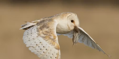 Birds of Prey Evening