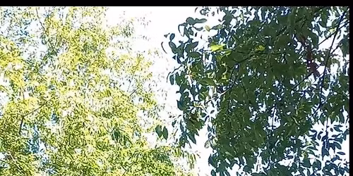 Vegetative (Green) Roof Systems 