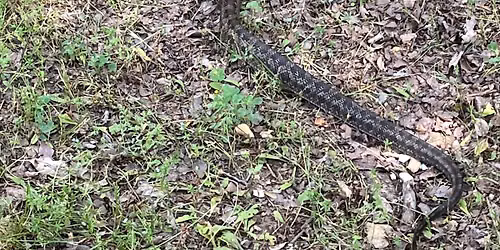 What's That Snake?
