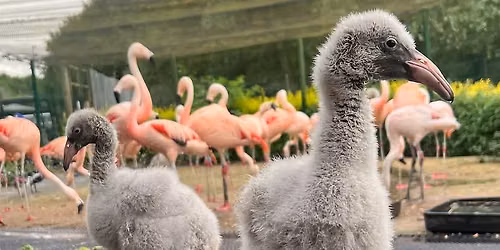 Flamingo Workshop