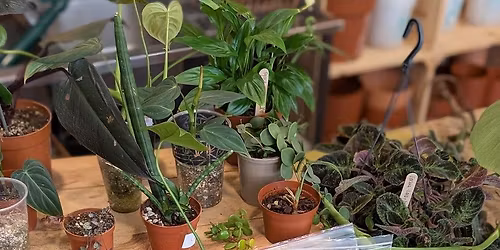Monthly Plant Swap - November