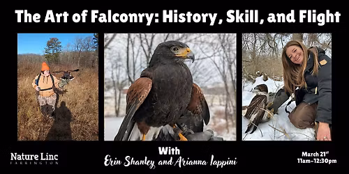 The Art of Falconry: History, Skill and Flight
