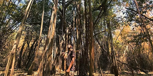 Eternal Trees, Eternal Mountains
