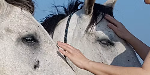 THA Mestre Profissional e\/ou Reiki 3 INTENSIVO