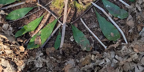 Nature Connection Walk with Maroon Adventures