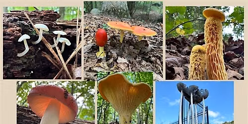 Finding Fungi with Hikes of Georgia's Ranger Darling