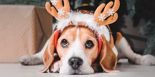 Paws and Claus Pet Photo Event