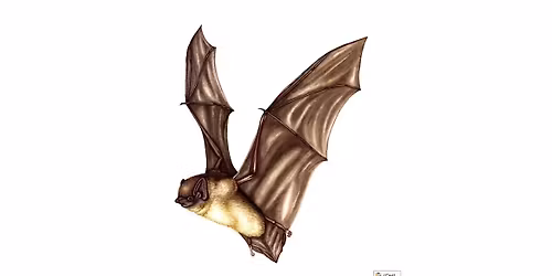Bat survey Friday 20:30
