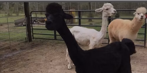 Alpaca Shearing Event 4\/4\/26 (time slots)