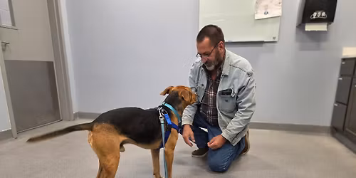 Veterans Interested In Receiving Companion Animal