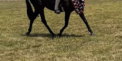 HVA Youngstock & All Breeds Show 