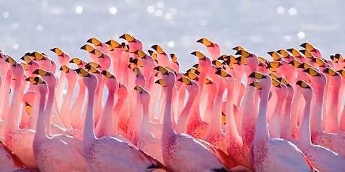 Belles & Chimes of Northern Illinois Pinball Party