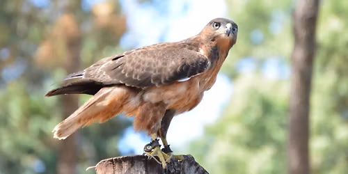 Raptor Rhapsody