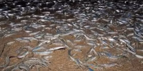 Grunion Run at Venice Beach Breakwater Rocks - Adult & Family Friendly
