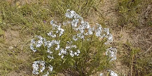 11-9-2026 Gardening with Florida native plants