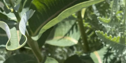 Pollinator 101: An Interactive Workshop