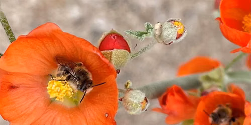 Copy of Boise Pollinator Garden Pedal