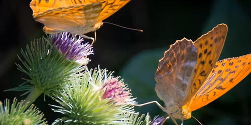 Celebration of Life - Janice "Polly" Thomas