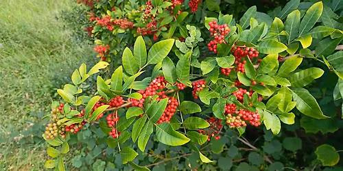 Wild Medicinal Plant Hike: Brazilian Peppertree & Fall Edibles (Dec. 6)