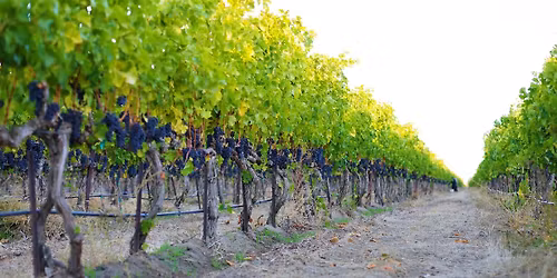 Watercolor and Wine At Valo Winery