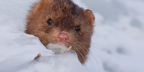 Nature in Your Neighborhood: Animals in Winter