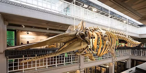 Collection Bites: Sperm whales - science, history and deep sea stories