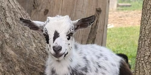 Brazosport ISD Literacy Night