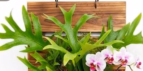 Orchid and Fern Mount Workshop!!!