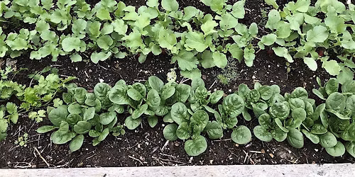 Creating Your First Crop Plan