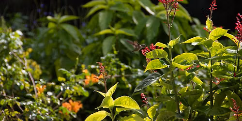Wings & Wildflowers: Pollinator Hike