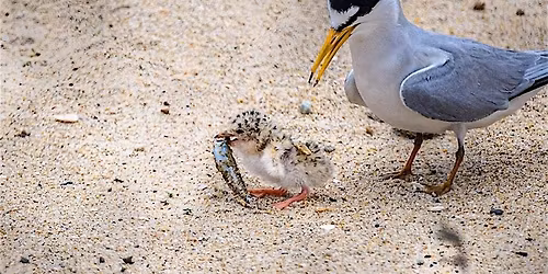 California Least Tern Preserve Restoration