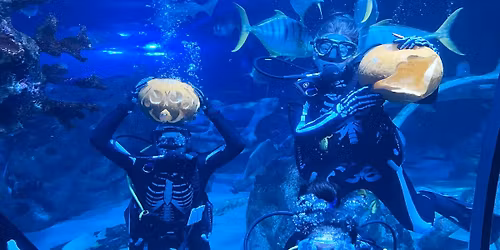 Underwater Pumpkin Carving at SEA LIFE