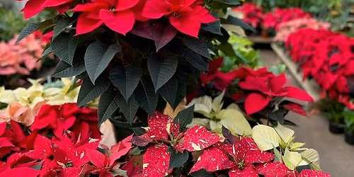 2025 Holiday Preview Event