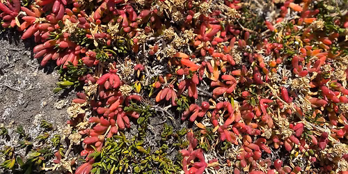 \ud83c\udf0aWorld Wetlands Day - Saltmarsh Walk&Talk + Birdwatching