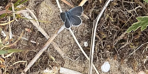 City Nature Challenge 2026 - Crymlyn Burrows BIOBLITZ!